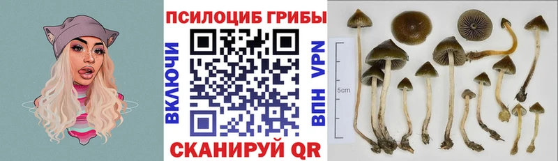 Купить  Апшеронск  Галлюциногенные грибы мицелий 